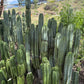 #EC69 Trichocereus Peruvianus Victoria Cactus Cutting 7-8"