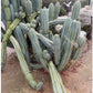 #EC69 Trichocereus Peruvianus Victoria Cactus Cutting 7-8"