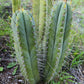 #EC69 Trichocereus Peruvianus Victoria Cactus Cutting 7-8"
