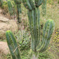 #EC69 Trichocereus Peruvianus Victoria Cactus Cutting 7-8"