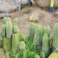 #EC69 Trichocereus Peruvianus Victoria Cactus Cutting 7-8"