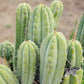 #EC69 Trichocereus Peruvianus Victoria Cactus Cutting 7-8"