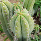 #EC69 Trichocereus Peruvianus Victoria Cactus Cutting 7-8"