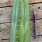 #EC69 Trichocereus Peruvianus Victoria Cactus Cutting 7-8"