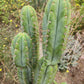 #EC69 Trichocereus Peruvianus Victoria Cactus Cutting 7-8"