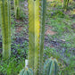 #EC69 Trichocereus Peruvianus Victoria Cactus Cutting 7-8"