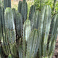 #EC69 Trichocereus Peruvianus Victoria Cactus Cutting 7-8"