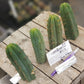 #EC72 EXACT Trichocereus Bridgesii Jiimz Cactus Cutting 5-6"