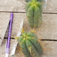#EC72 EXACT Trichocereus Bridgesii Jiimz Cactus Cutting 5-6"