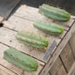 #EC72 EXACT Trichocereus Bridgesii Jiimz Cactus Cutting 5-6"