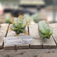 #EC72 EXACT Trichocereus Bridgesii Jiimz Cactus Cutting 5-6"
