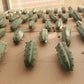#EC72 EXACT Trichocereus Bridgesii Jiimz Cactus Cutting 5-6"