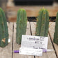#EC72 EXACT Trichocereus Bridgesii Jiimz Cactus Cutting 5-6"