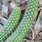 #EC77 EXACT Trichocereus Thelogonus Cactus Cutting 6"