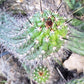 #EC77 EXACT Trichocereus Thelogonus Cactus Cutting 6"