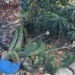 #EC77 EXACT Trichocereus Thelogonus Cactus Cutting 6"