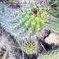 #EC77 EXACT Trichocereus Thelogonus Cactus Cutting 6"