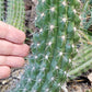 #EC77 EXACT Trichocereus Thelogonus Cactus Cutting 6"