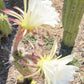 #EC77 EXACT Trichocereus Thelogonus Cactus Cutting 6"