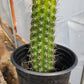 #EC77 EXACT Trichocereus Thelogonus Cactus Cutting 6"