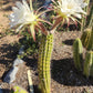#EC77 EXACT Trichocereus Thelogonus Cactus Cutting 6"
