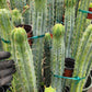 #EC85 EXACT Trichocereus "K-Valle" Bridgesii  Cactus Cutting 10-12"