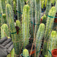 #EC85 EXACT Trichocereus "K-Valle" Bridgesii  Cactus Cutting 10-12"