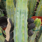 #EC85 EXACT Trichocereus "K-Valle" Bridgesii  Cactus Cutting 10-12"