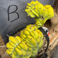 #EC87 Myrtillocactus Crested
