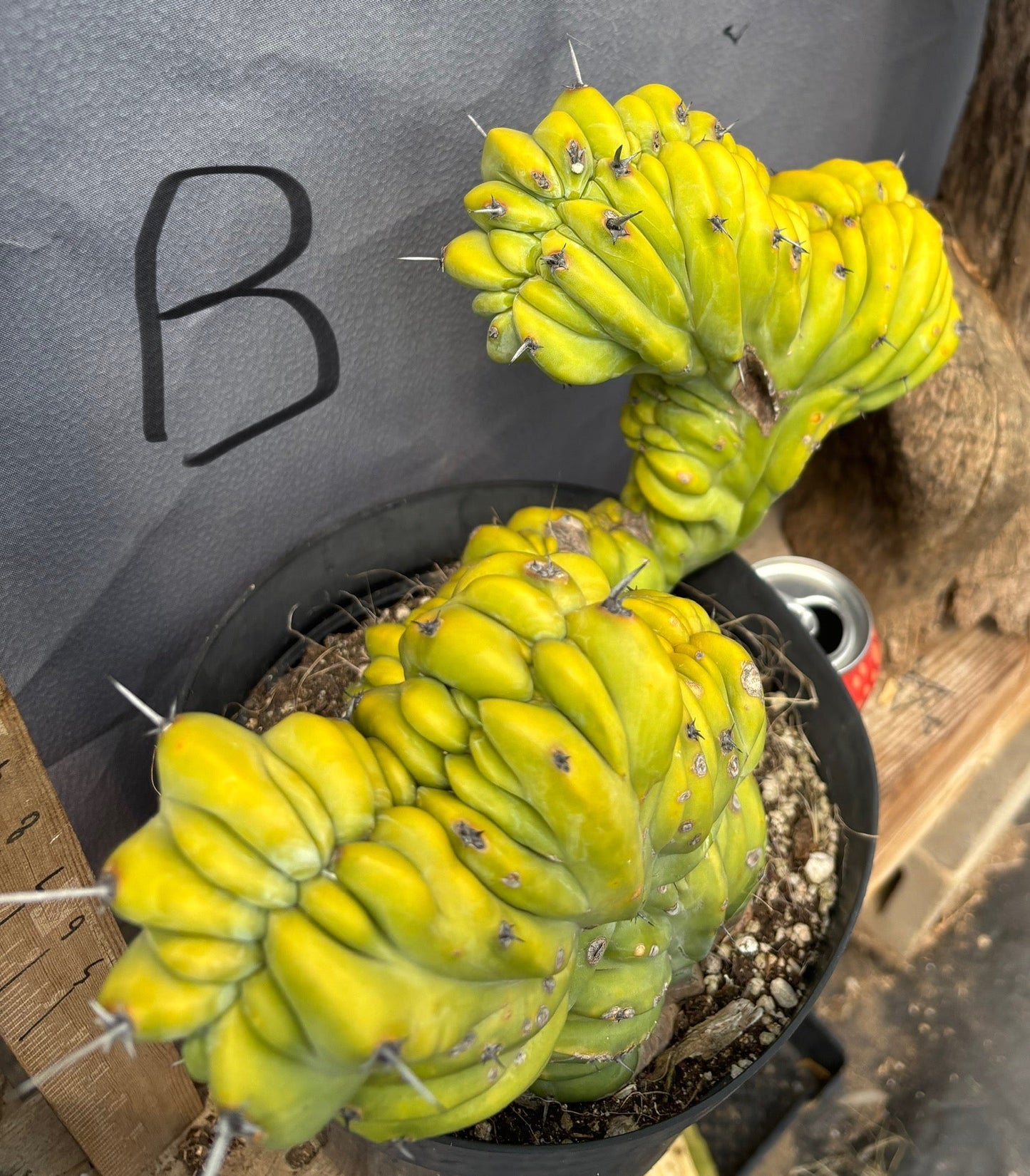 #EC87 Myrtillocactus Crested
