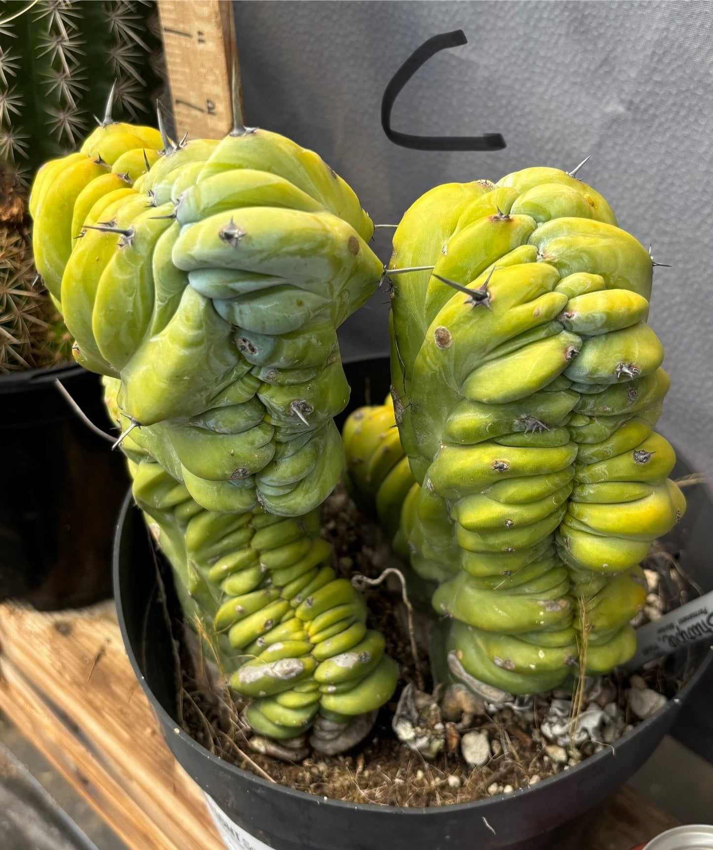 #EC87 Myrtillocactus Crested