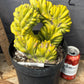 #EC87 Myrtillocactus Crested
