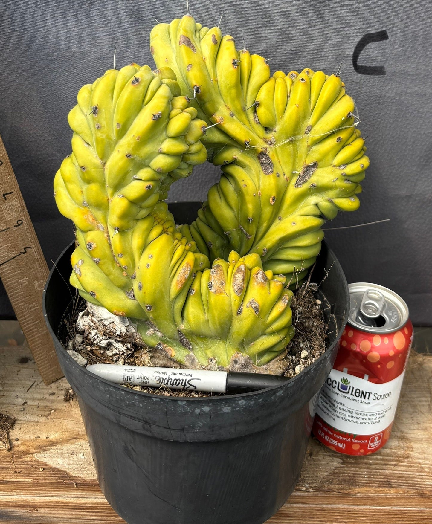#EC87 Myrtillocactus Crested