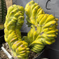#EC87 Myrtillocactus Crested