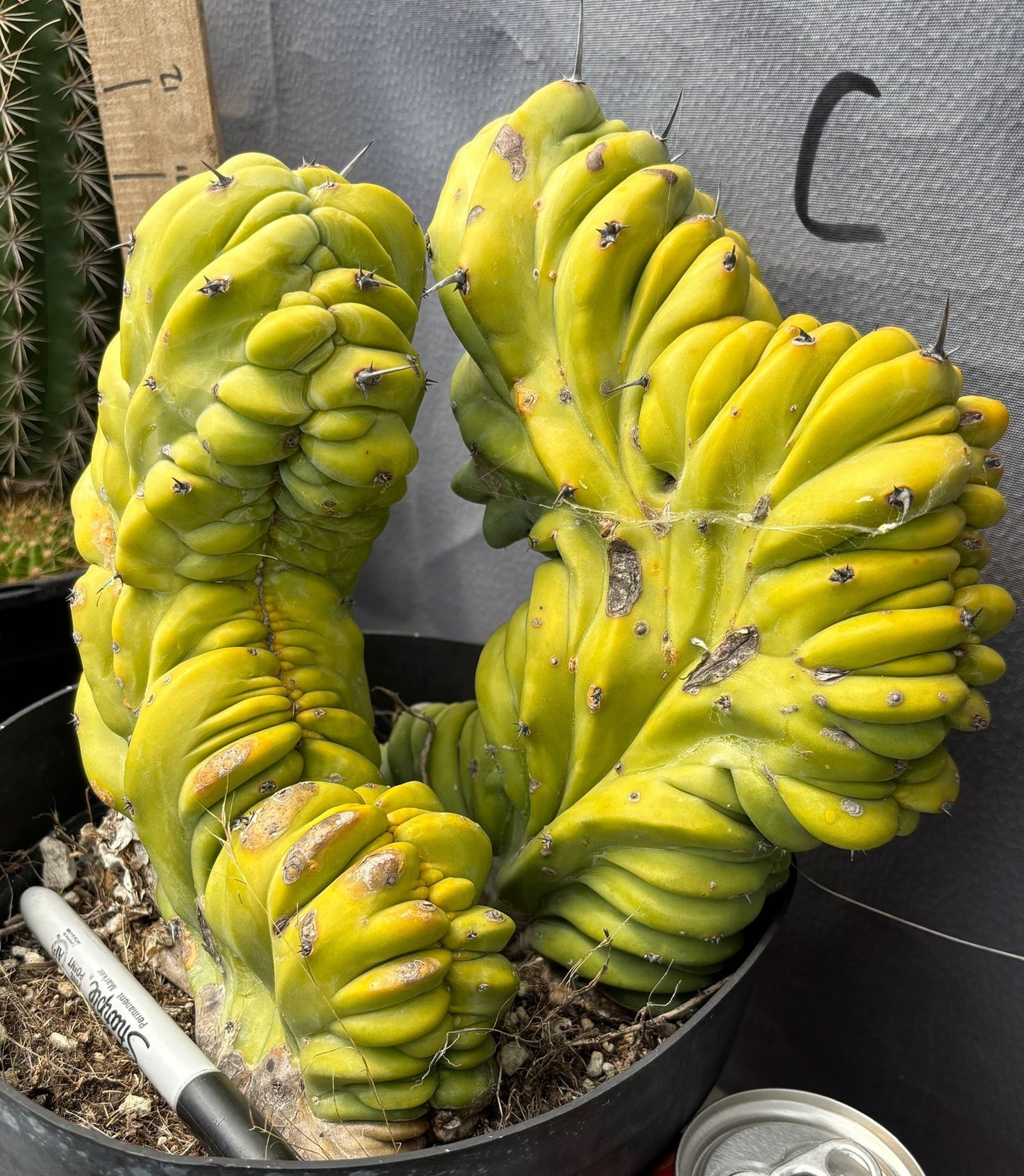 #EC87 Myrtillocactus Crested