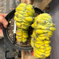 #EC87 Myrtillocactus Crested