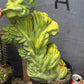 #EC87 Myrtillocactus Crested