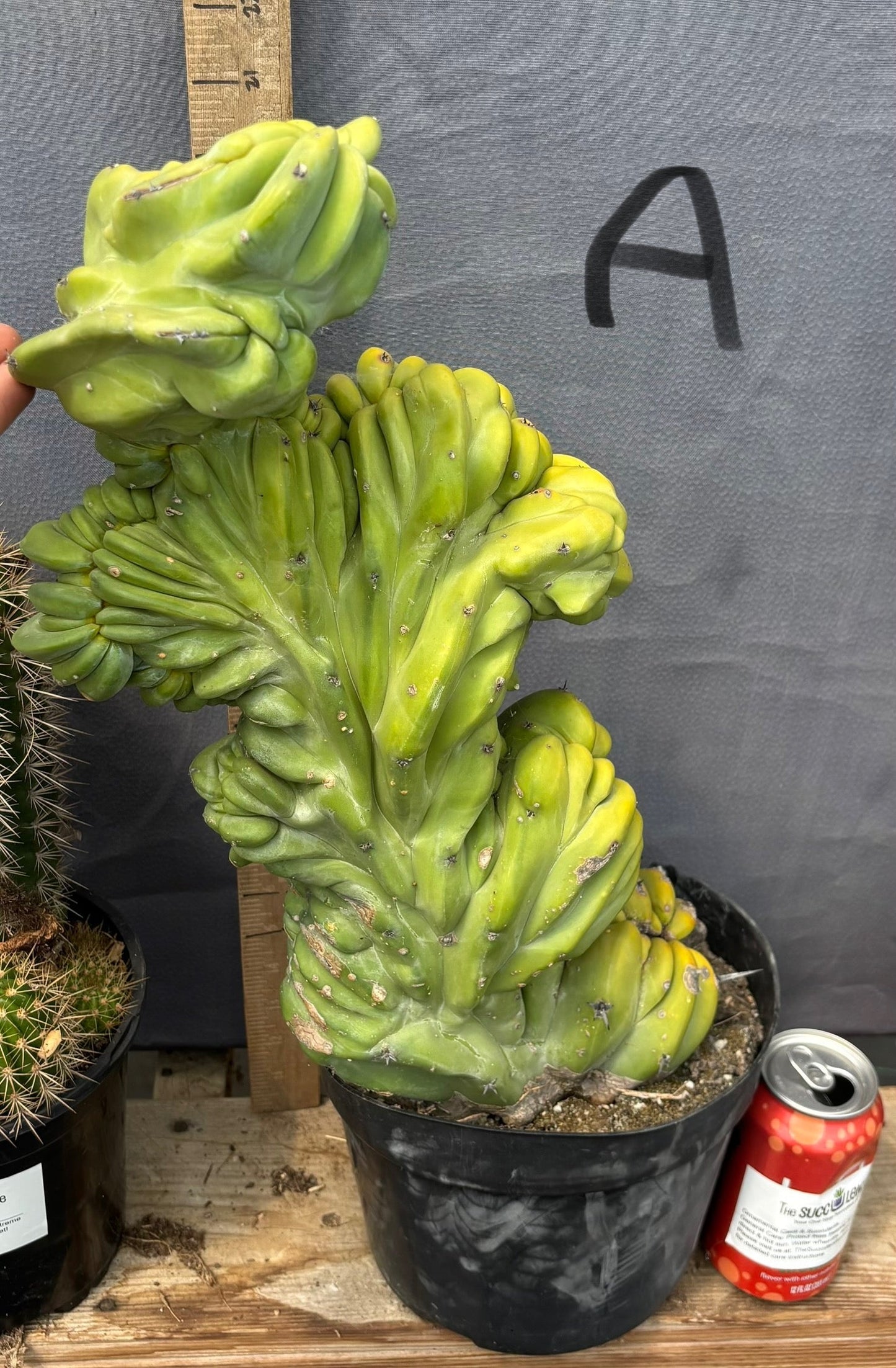 #EC87 Myrtillocactus Crested