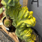 #EC87 Myrtillocactus Crested