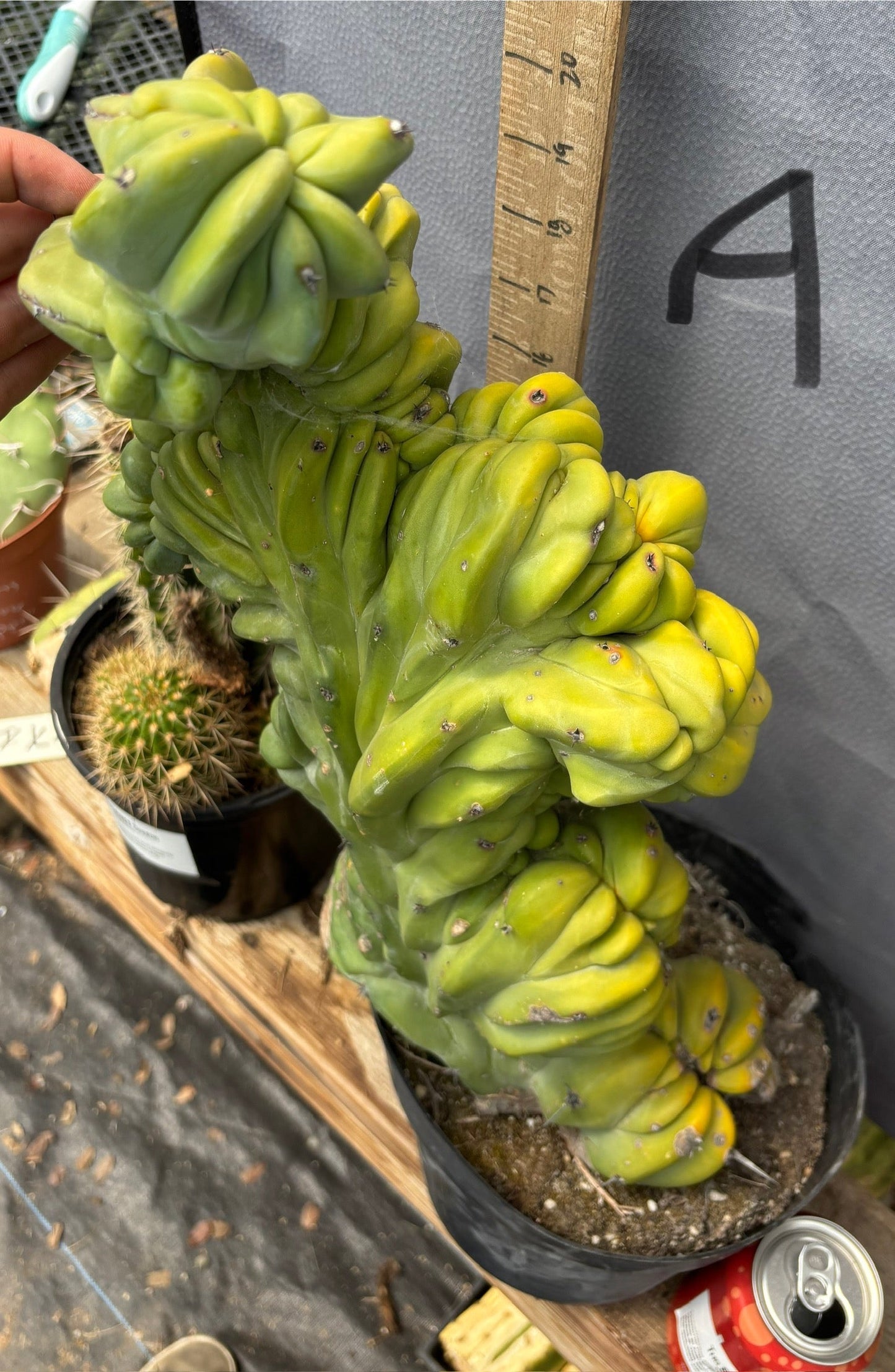#EC87 Myrtillocactus Crested