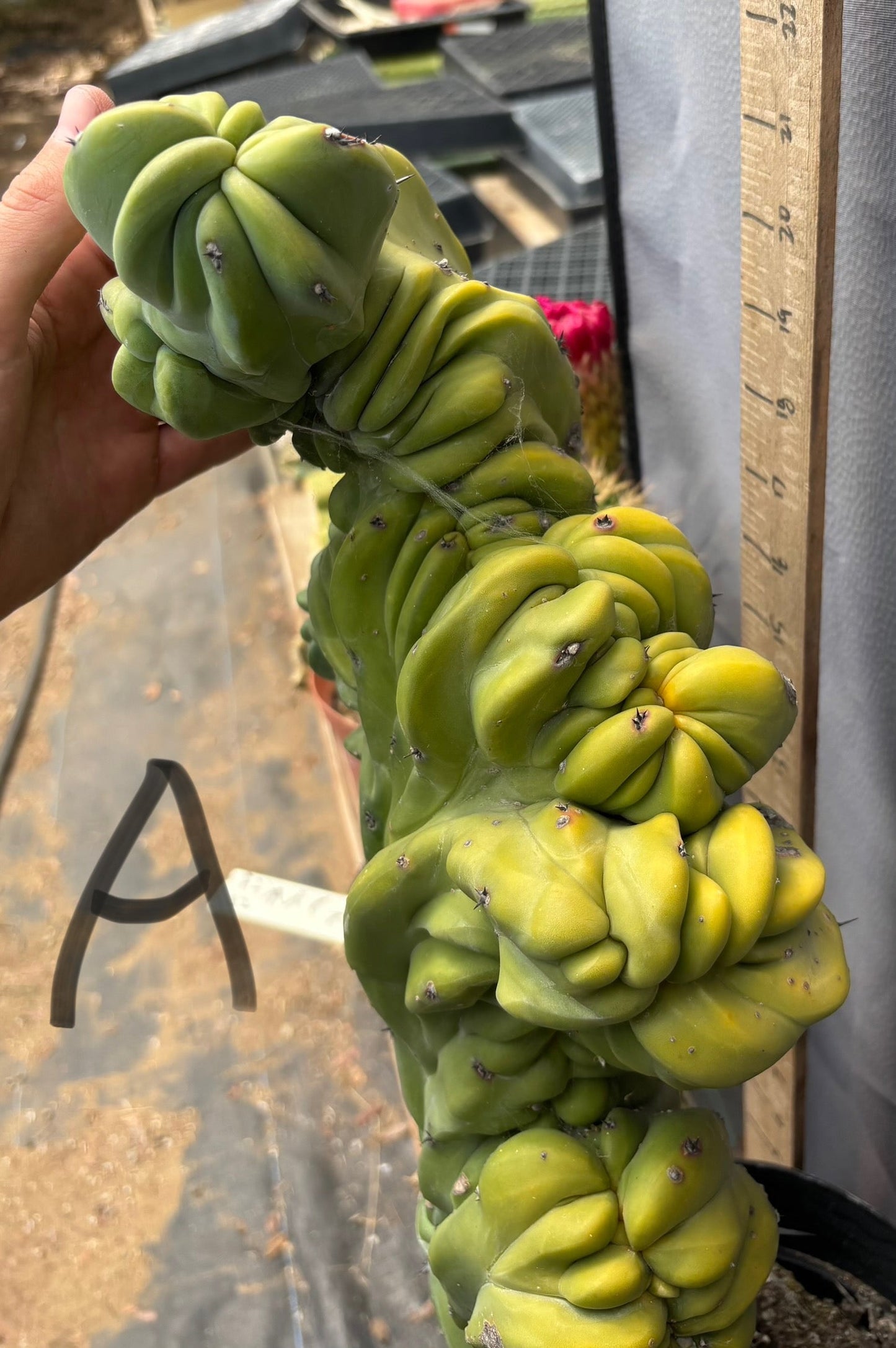 #EC87 Myrtillocactus Crested
