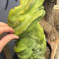 #EC87 Myrtillocactus Crested