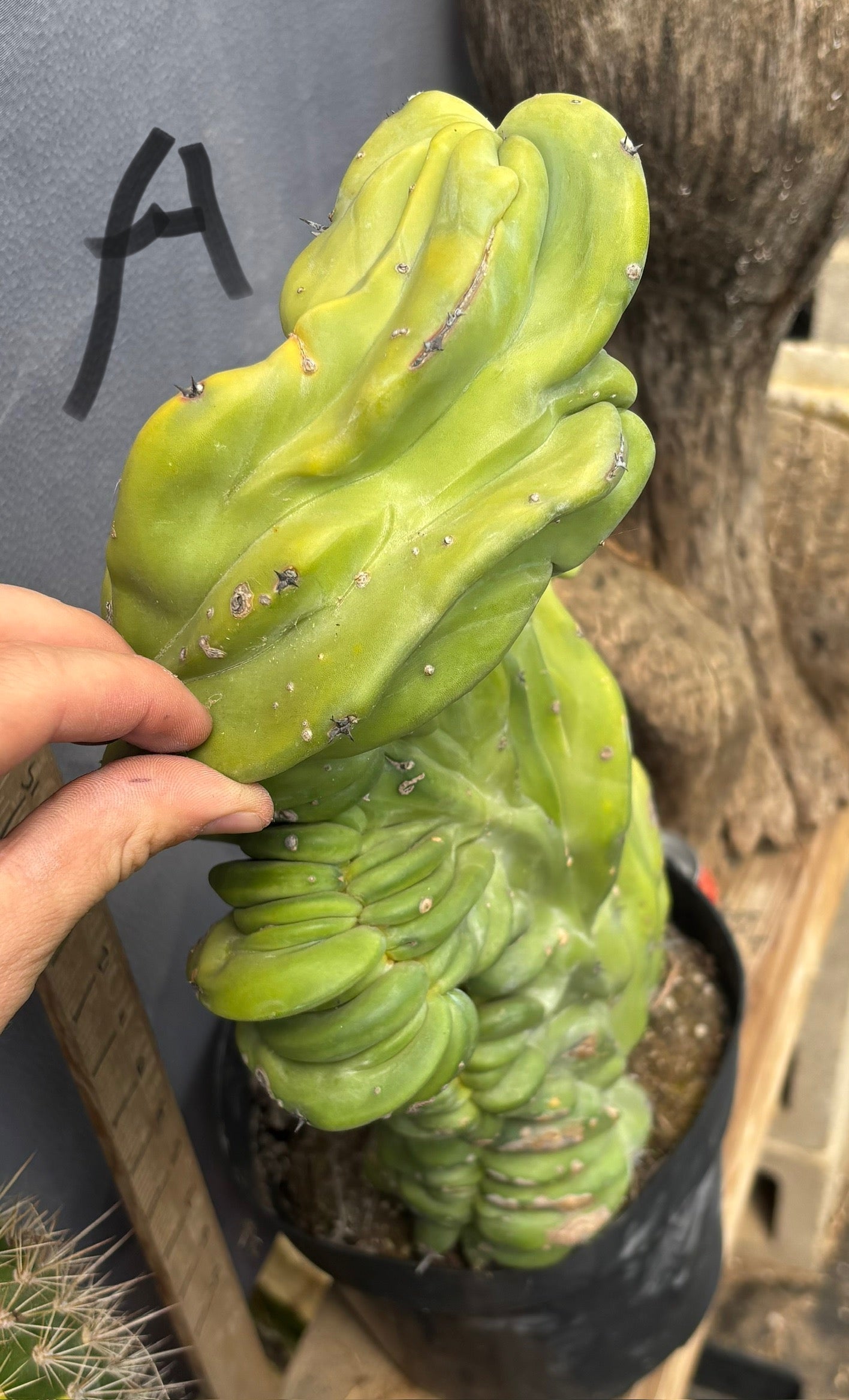 #EC87 Myrtillocactus Crested