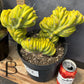 #EC87 Myrtillocactus Crested