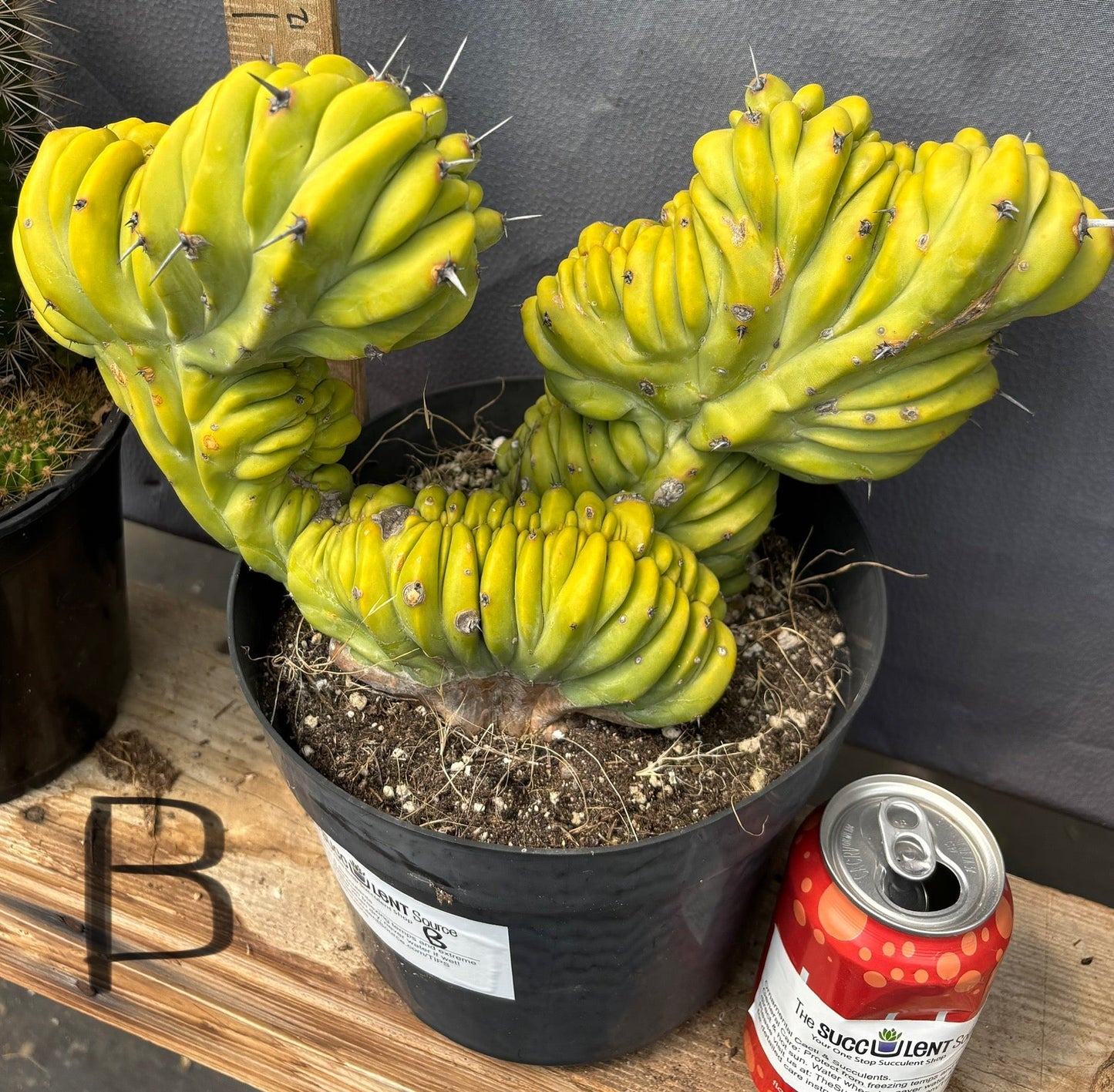#EC87 Myrtillocactus Crested