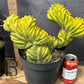 #EC87 Myrtillocactus Crested