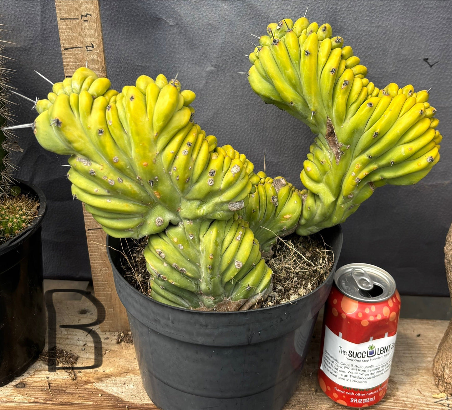 #EC87 Myrtillocactus Crested