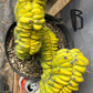 #EC87 Myrtillocactus Crested