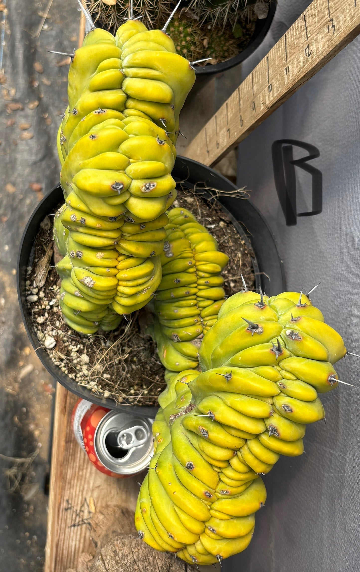#EC87 Myrtillocactus Crested