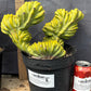 #EC87 Myrtillocactus Crested